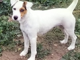 Parson Type Jack Russell Terrier Pup