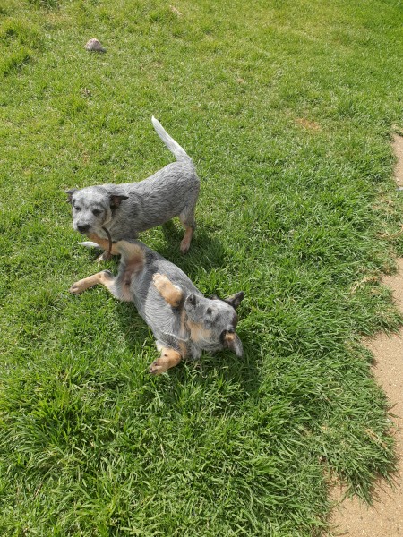 Australian cattle Dog puppies 