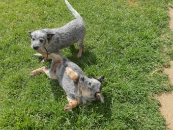 Australian cattle Dog puppies 
