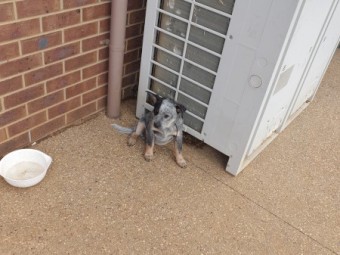 Australian cattle Dog puppies 