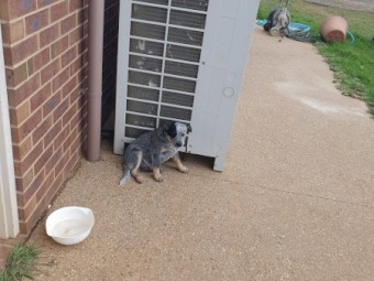 Australian cattle Dog puppies 