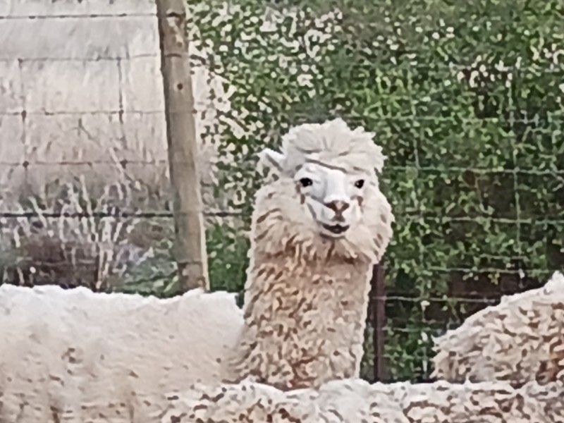 Male Alpacas