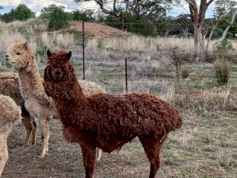 Male Alpacas