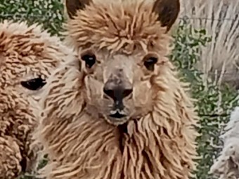 Male Alpacas