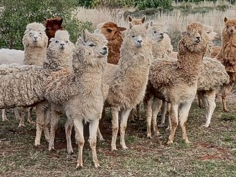 Male Alpacas