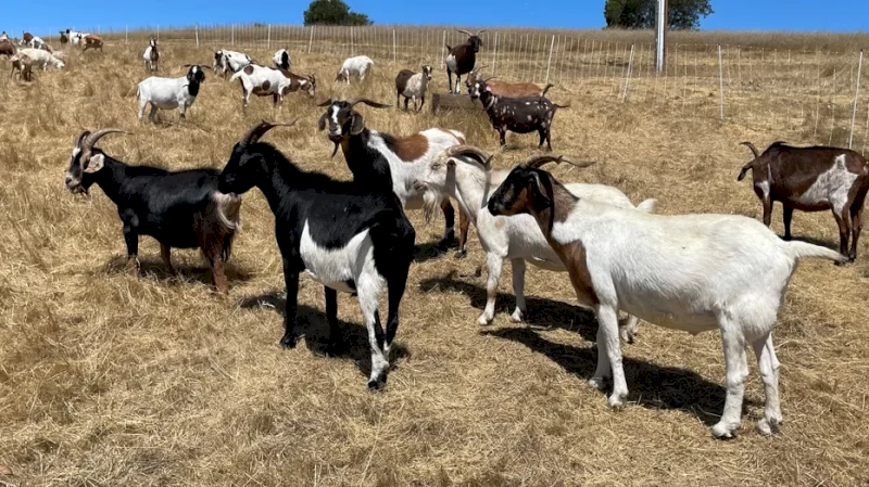 50 Boer cross does 2-4 years old