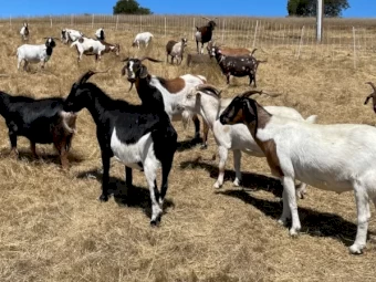 50 Boer cross does 2-4 years old