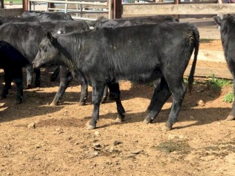 12 mixed sex Angus weaners