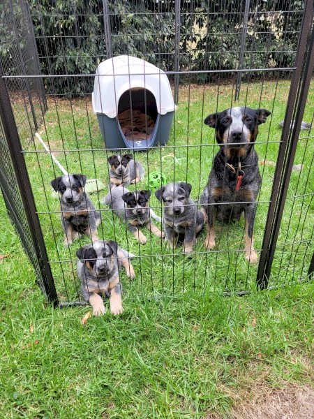 Australian Cattle Dogs