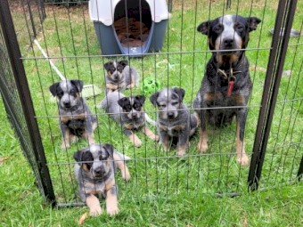 Australian Cattle Dogs