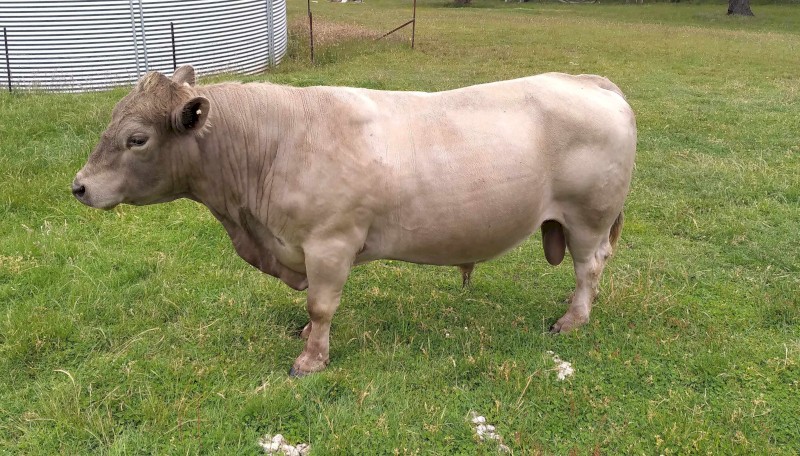 4 year old Square Meater Bull