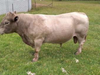 4 year old Square Meater Bull