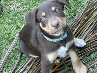 Australian Kelpie x Border Collie Pups