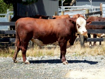 Hereford Bull Pedigree Aintree Farm AFMR034