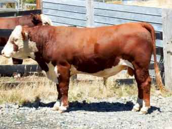 Hereford Bull Pedigree Aintree Farm AFM S004