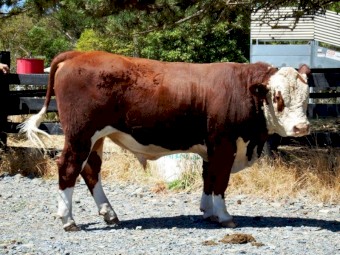 Hereford Bull Pedigree Aintree Farm AFMS005
