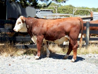 Hereford Bull Pedigree Aintree Farm AFMS015