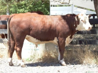 Hereford Bull Pedigree Aintree Farm AFMS020