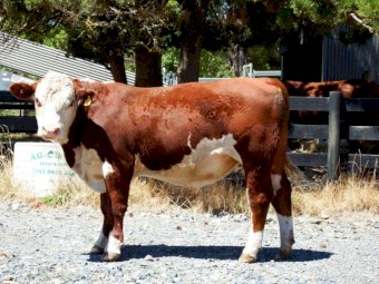 Hereford Bull Pedigree Aintree Farm AFMS042
