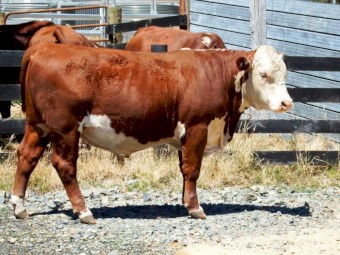 Hereford Bull Pedigree Aintree Farm AFMS043