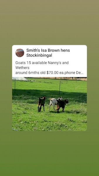 Young Nanny and wether goats