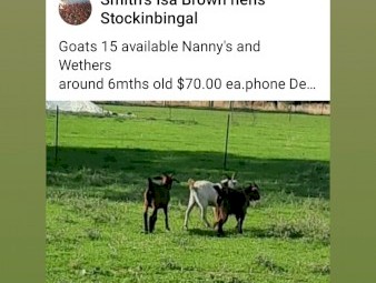 Young Nanny and wether goats