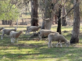 Poll Dorset - Ewes and Rams