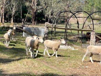 Poll Dorset - Ewes and Rams
