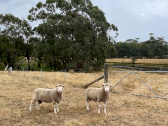 Poll Dorset - Ewes and Rams
