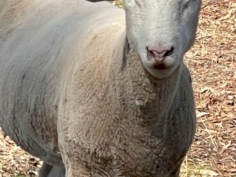 Poll Dorset - Ewes and Rams