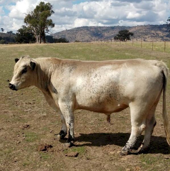 Speckle Park Bull | Farm Tender