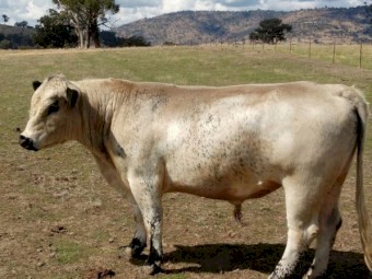 Speckle Park Bull