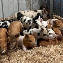 Piglets mixed small breed