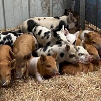 Miniature Piglets for pets or processing