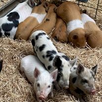 Miniature Piglets for pets or processing