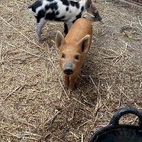 Miniature Piglets for pets or processing