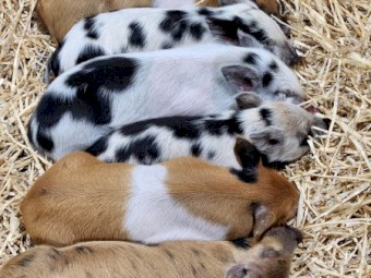 Miniature Piglets for pets or processing