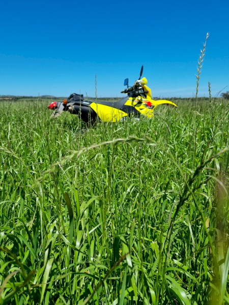 Italian Rye Pasture Hay, Cut Dec 2022.