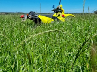 Italian Rye Pasture Hay, Cut Dec 2022.
