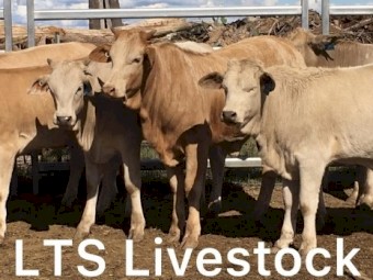 18 Quality Charbray Heifers