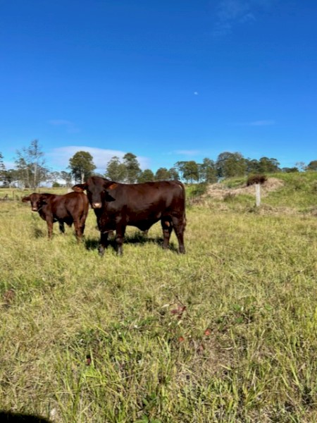 18 month old Santa Bull