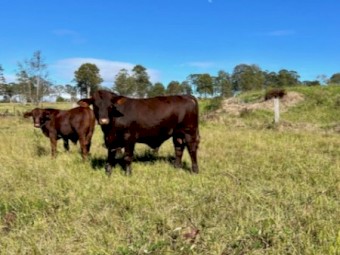 18 month old Santa Bull