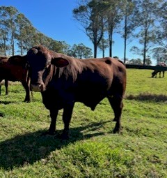 2 year old Santa bull 