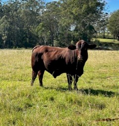 2 year old Santa bull 