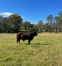 2 year old Santa bull 