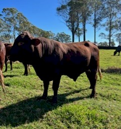 2 year old Santa bull 