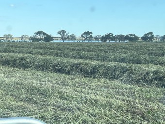 Clover Silage 475kg Rolls