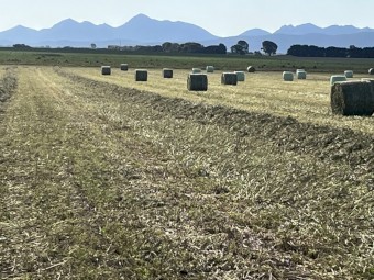 Clover Silage 475kg Rolls