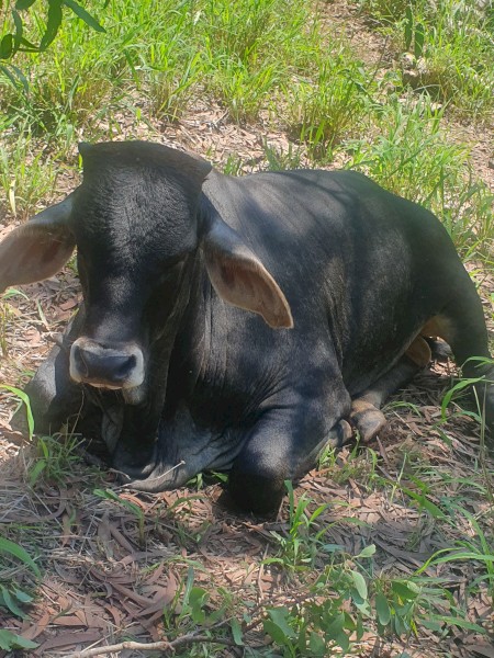 Brahman x 6 months +