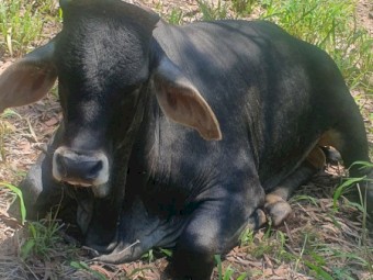 Brahman x 6 months +